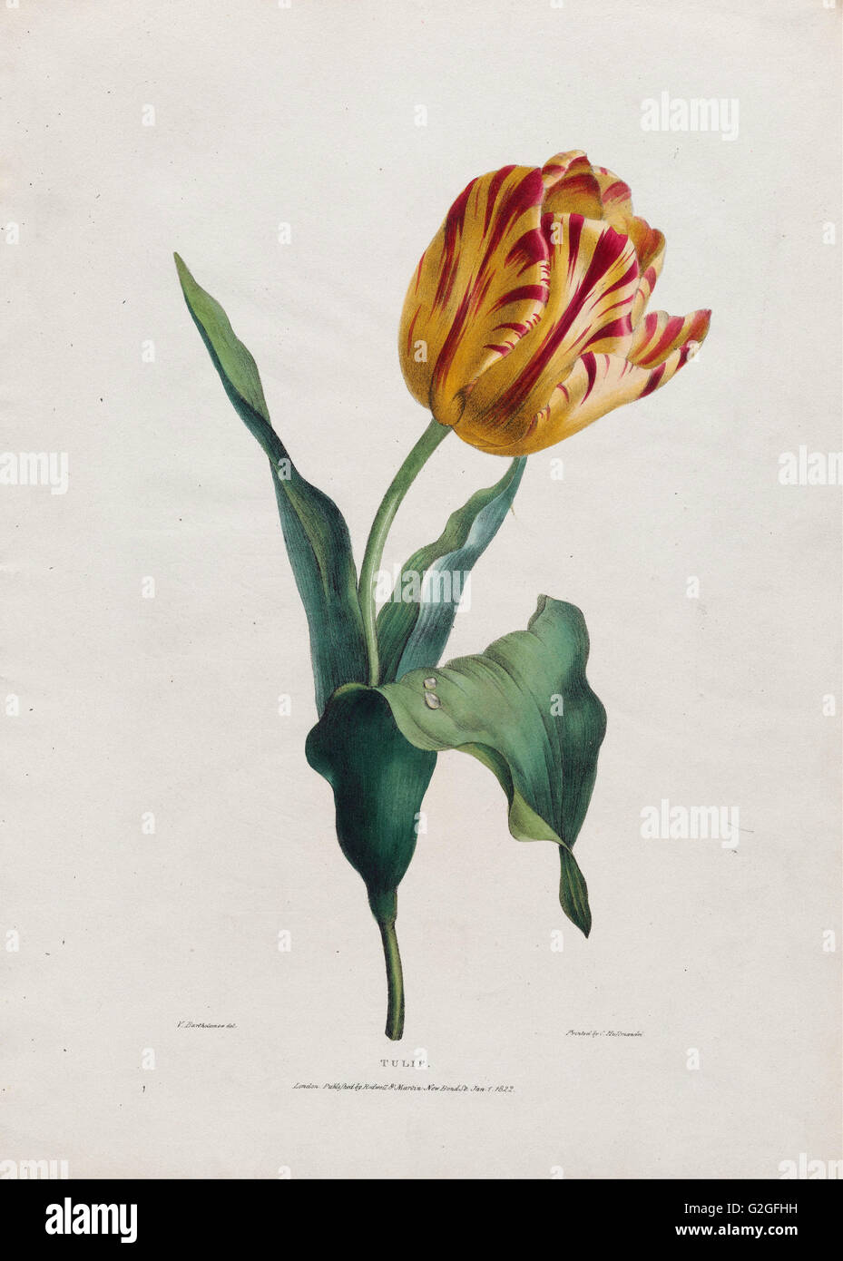 Valentine Bartholomäus - Tulip - Museum of Fine Arts, Boston Stockfoto