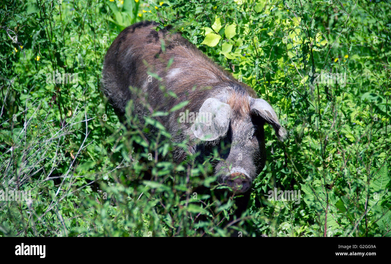 Serbien - Hausschwein (Sus Scrofa) frei Wandern im Wald Stockfoto