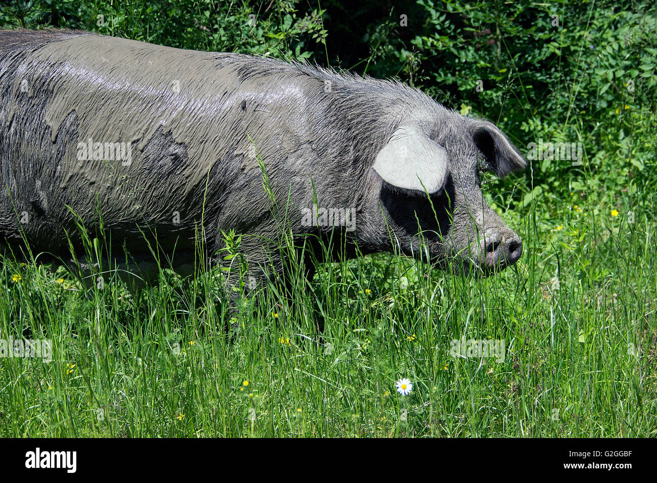 Serbien - Hausschwein (Sus Scrofa) Sau frei Wandern im Wald Stockfoto