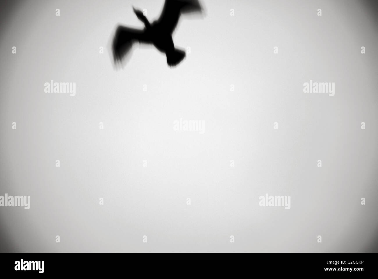 Vogel im Flug, Silhouette, Low Angle View Stockfoto