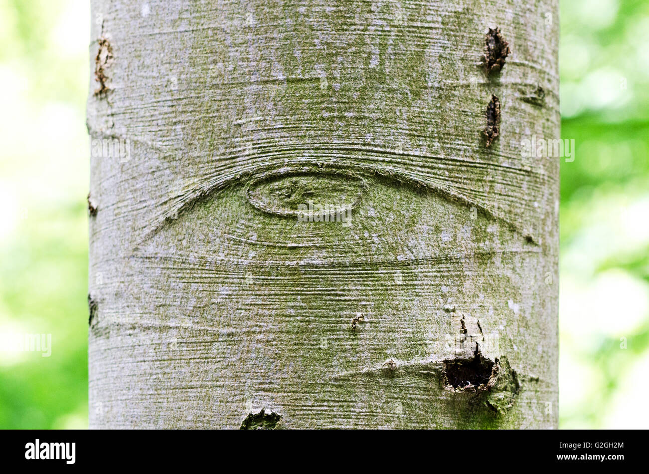 Allsehendes Auge Gottes auf einer Baumrinde, auch genannt Auge der Vorsehung. Symbol für das Auge Gottes, über die Menschheit beobachten. Stockfoto