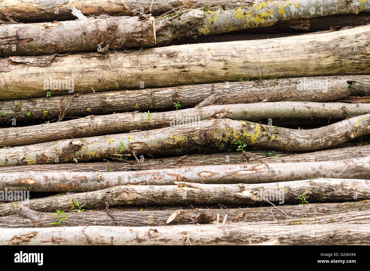 Alten Holzstapel mit Stämmen, können als Hintergrund verwendet werden. Foto. Stockfoto