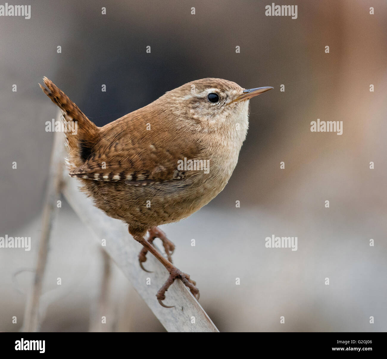 Zaunkönig Troglodytes Troglodytes thront auf einem getrockneten Reedmace Blatt - Somerset UK Stockfoto