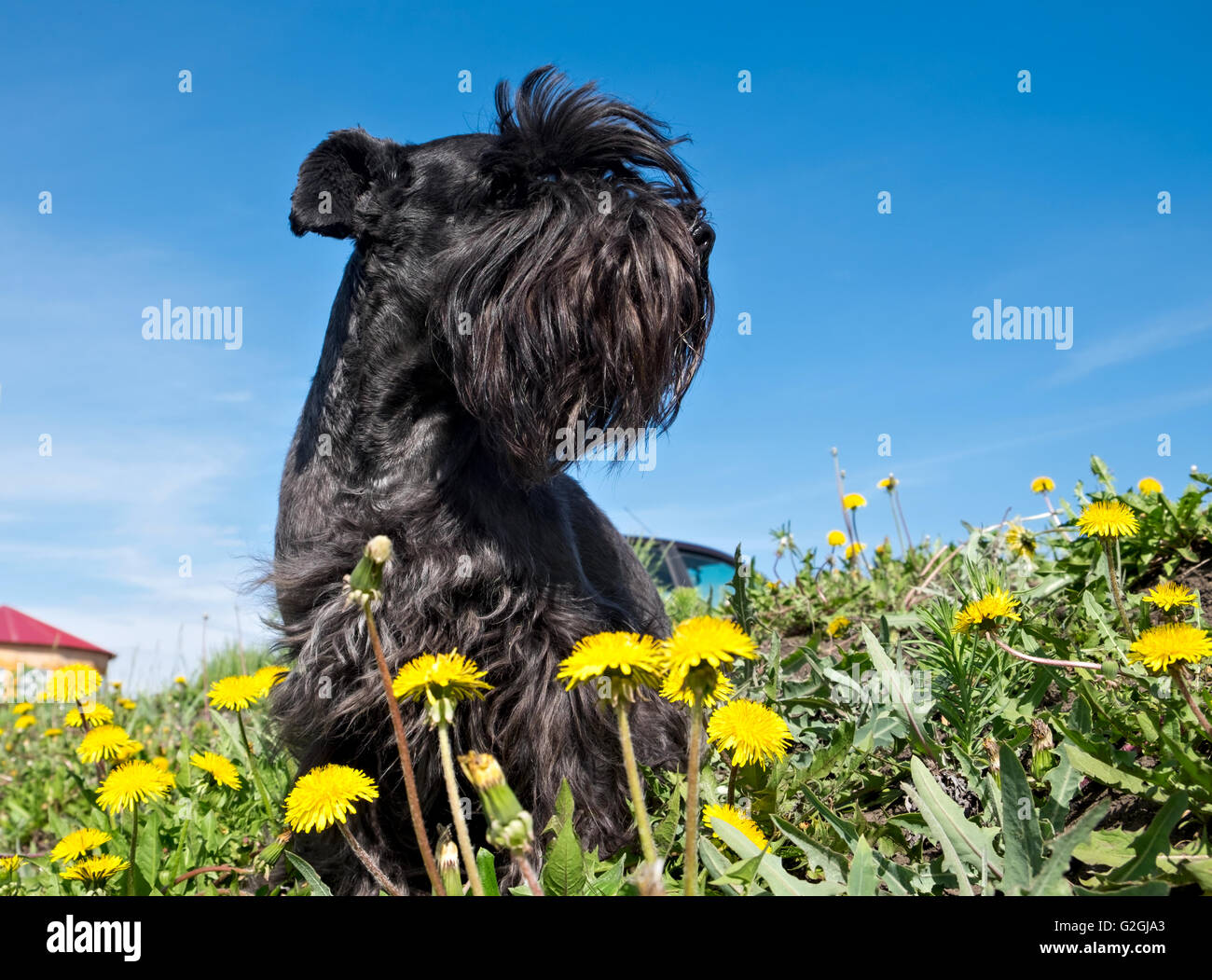 Zwergschnauzer, sitzend auf dem Feld mit blühenden Löwenzahn Stockfoto