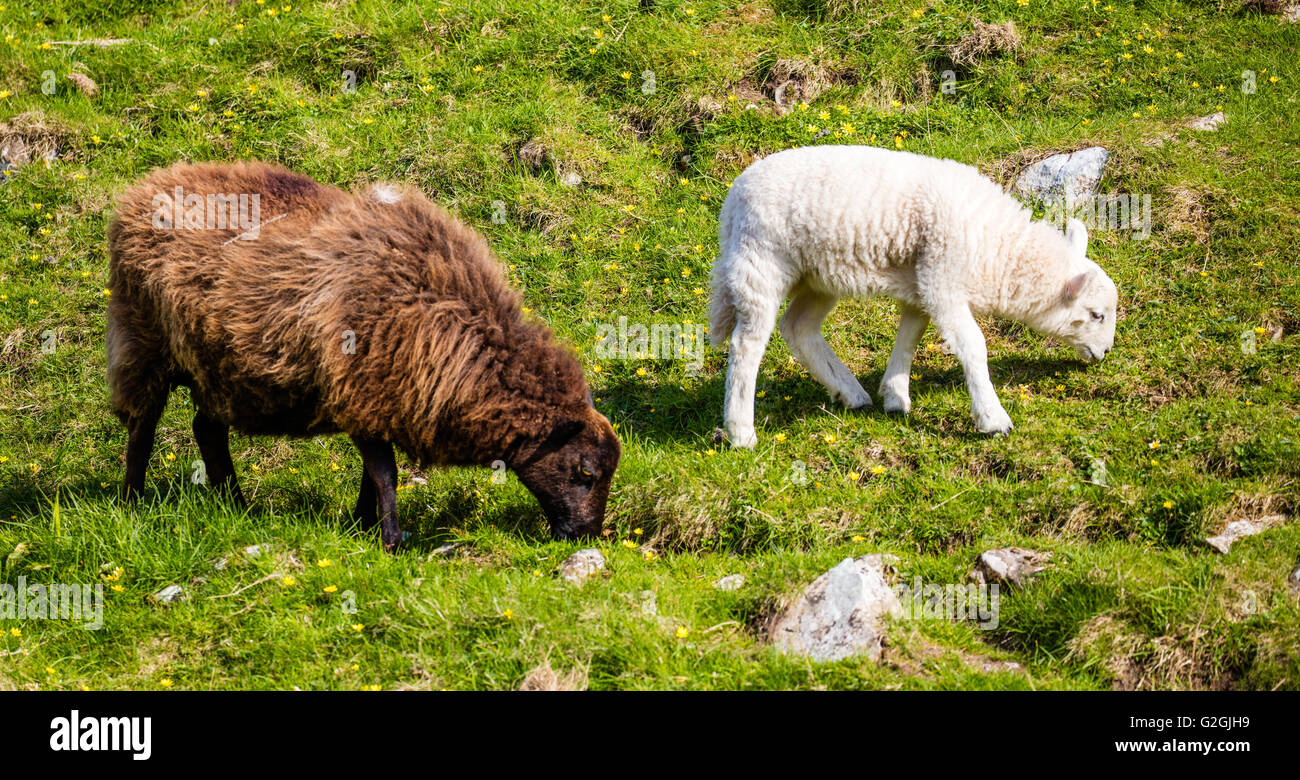 Jacob Schaf Ewe mit weißen konfrontiert Schafe Lamm auf einem Hügel in Wales UK Stockfoto