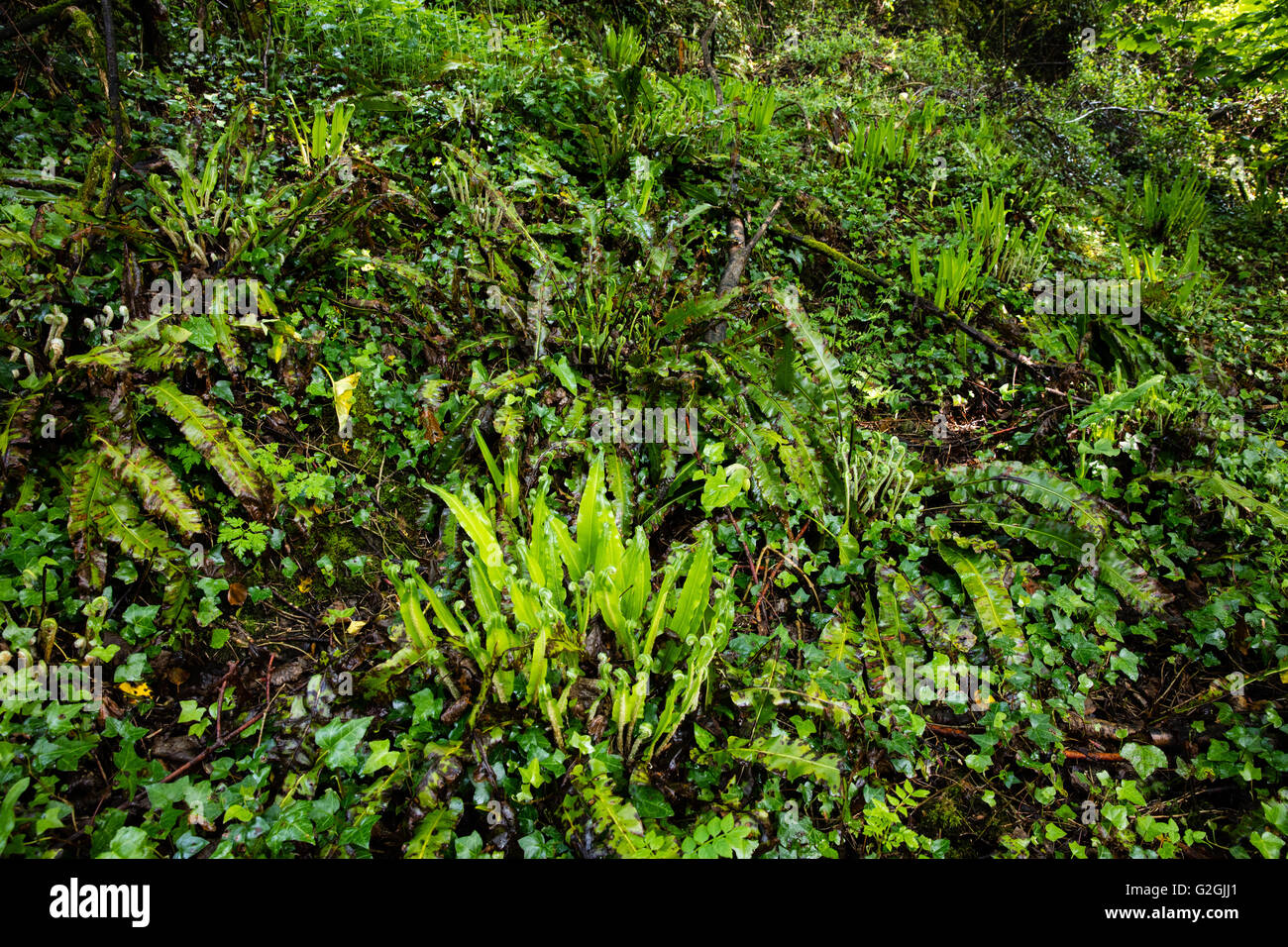 Wald-Boden mit üppige Farne & Efeu des Dschungels wie Abschnitt des Weges durch die Undercliff zwischen Lyme Regis & Seaton UK Stockfoto