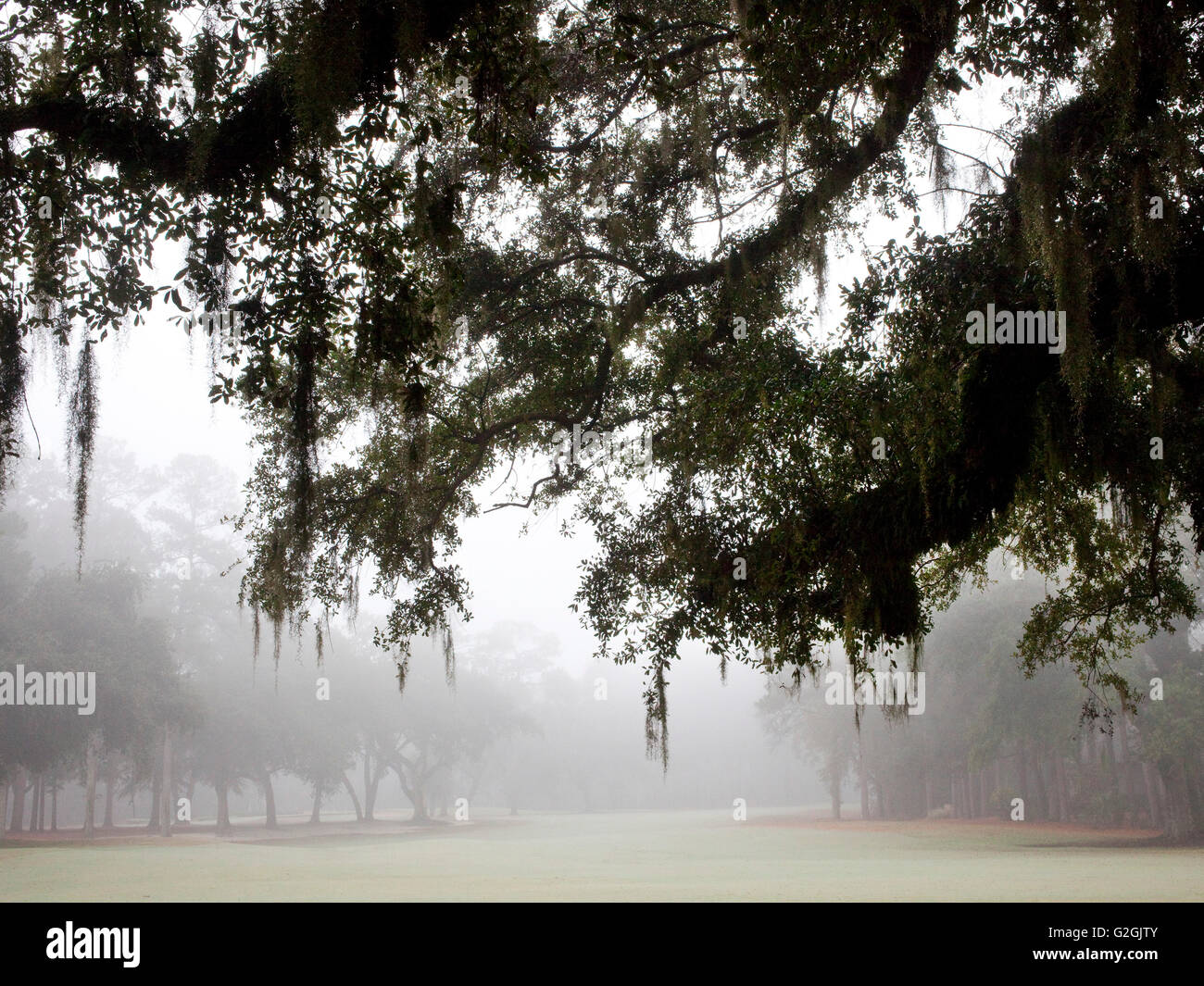 Live Oak Bäume in South Carolina mit spanischem Moos und Morgennebel Stockfoto