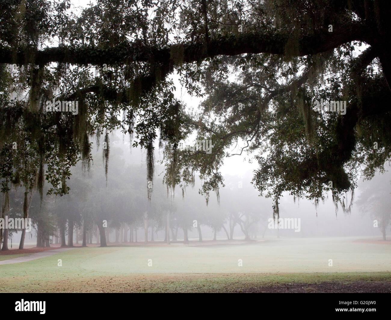 Live Oak Bäume in South Carolina mit spanischem Moos und Morgennebel Stockfoto