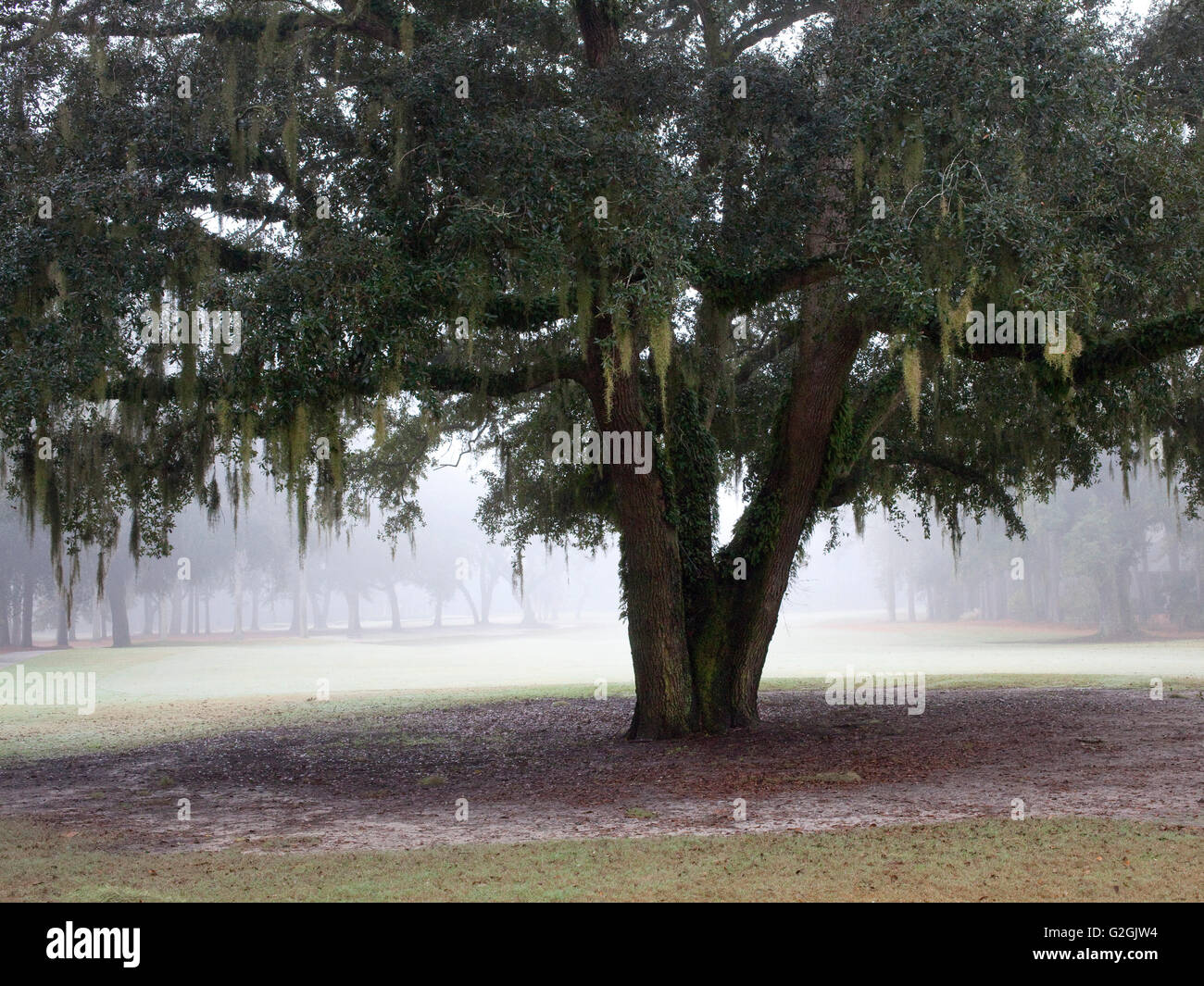 Live Oak Bäume in South Carolina mit spanischem Moos und Morgennebel Stockfoto