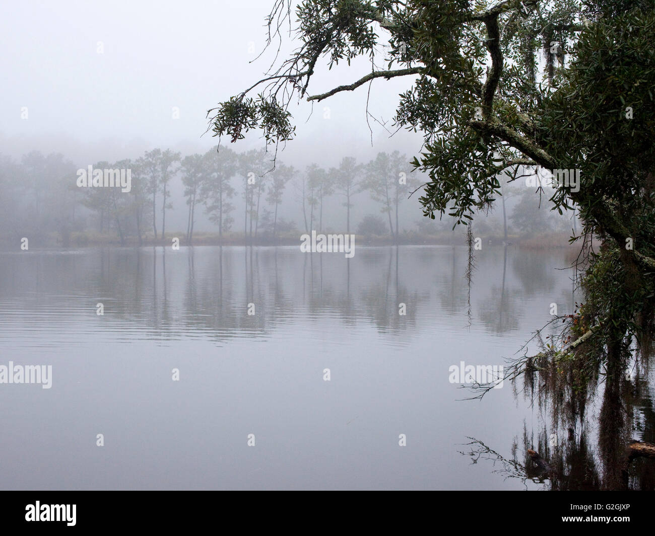 Nebligen Morgen in Low Land South Carolina Stockfoto