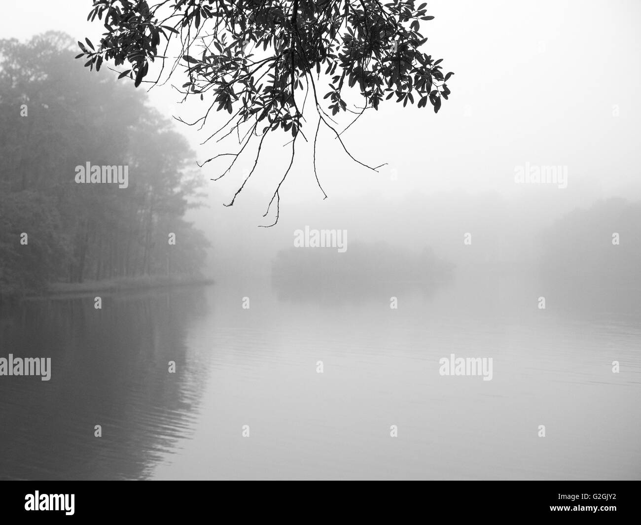 Nebligen Morgen in Low Land South Carolina Stockfoto