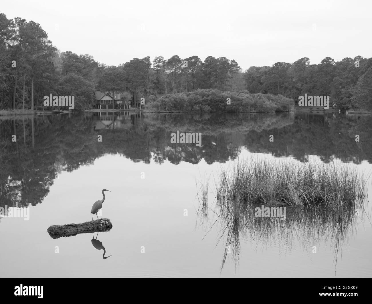 Storch auf Log in South Carolina Sumpf Stockfoto
