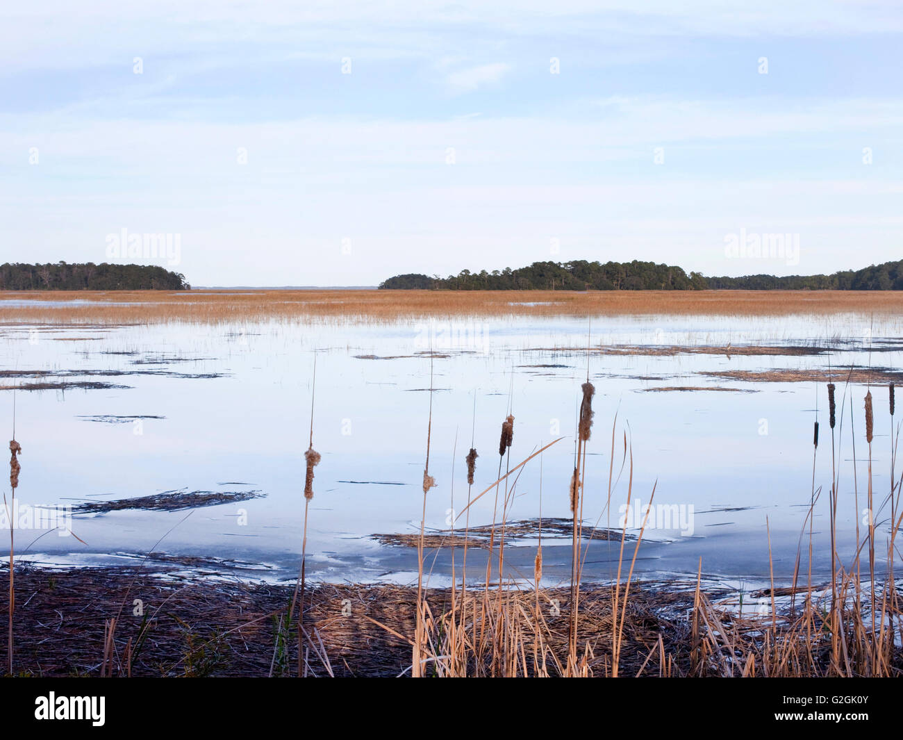 Salzwiesen bei Flut, South Carolina Stockfoto