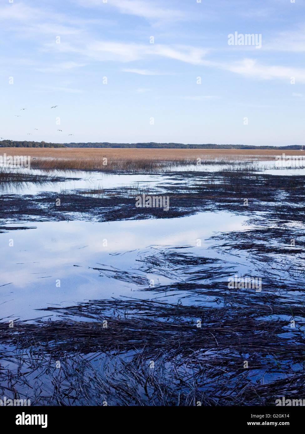 Salzwiesen bei Flut, South Carolina Stockfoto