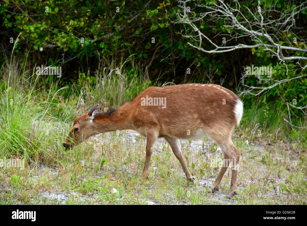 Sika Hirsche auf Assateague Island National Seashore in Maryland Stockfoto