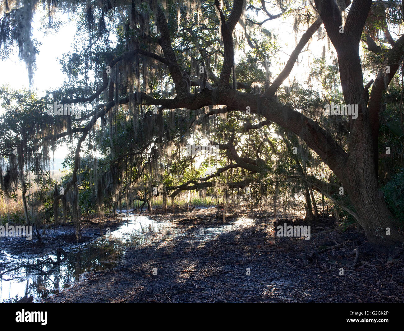 South Carolina Landschaft mit spanischem Moos, Phaseneiche bei Ebbe auf Salz-Sumpf Stockfoto