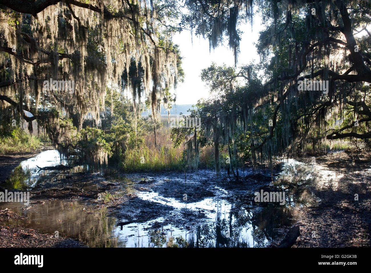 South Carolina Landschaft mit spanischem Moos, Phaseneiche bei Ebbe auf Salz-Sumpf Stockfoto