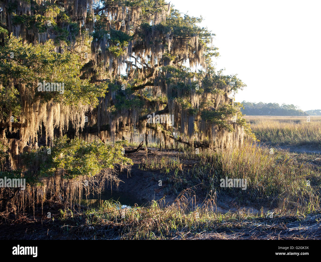 South Carolina Landschaft mit spanischem Moos, Phaseneiche bei Ebbe auf Salz-Sumpf Stockfoto