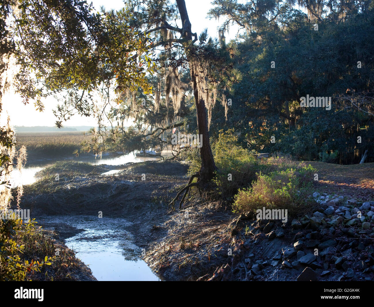 South Carolina Landschaft mit spanischem Moos, Phaseneiche bei Ebbe auf Salz-Sumpf Stockfoto