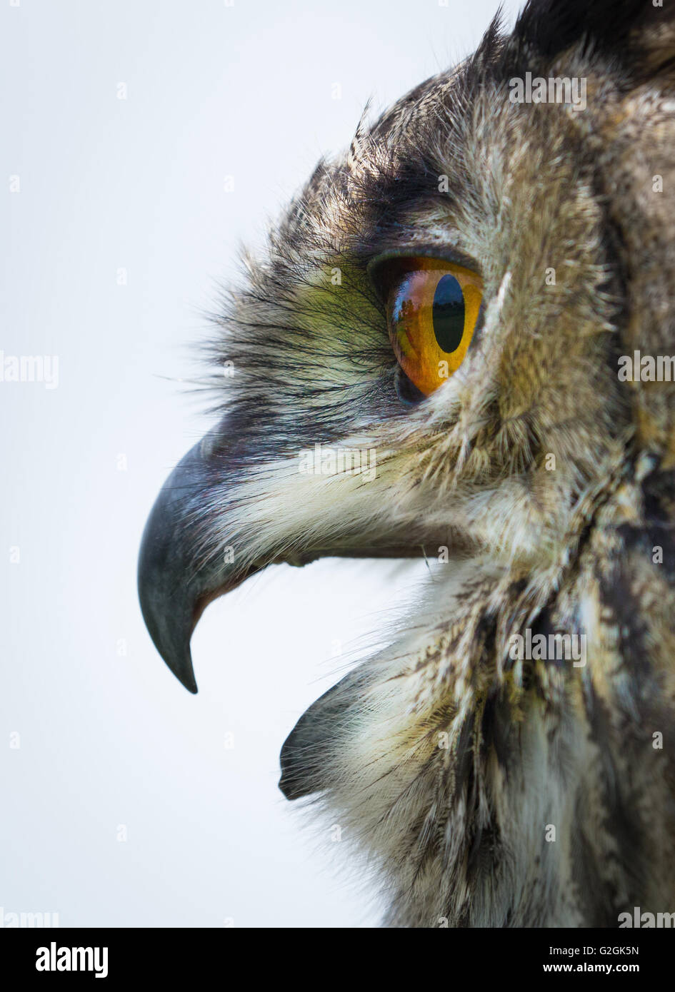 Porträt von Uhu Bubo Bubo Berufung und zeigen großen orangefarbenen Augen und Haken Bill hautnah Stockfoto