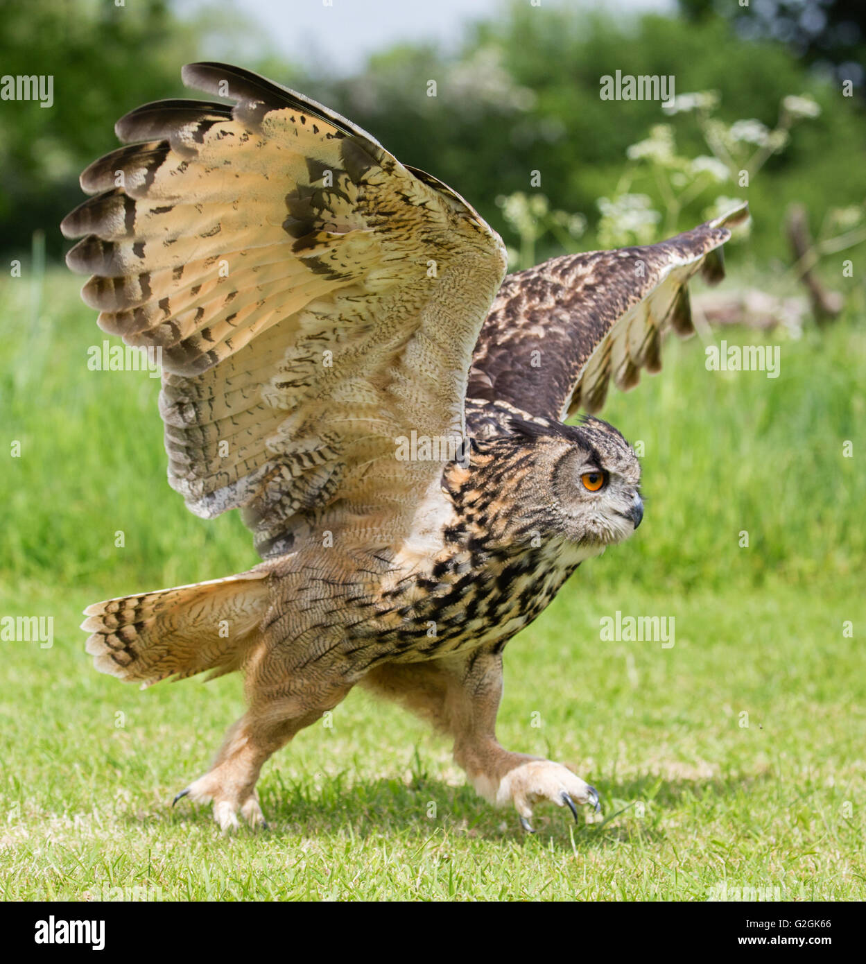 Uhu Bubo Bubo entlang dem Boden mit Flügel ausgestreckt - ausgebildeten Vogel Gloucestershire Stockfoto