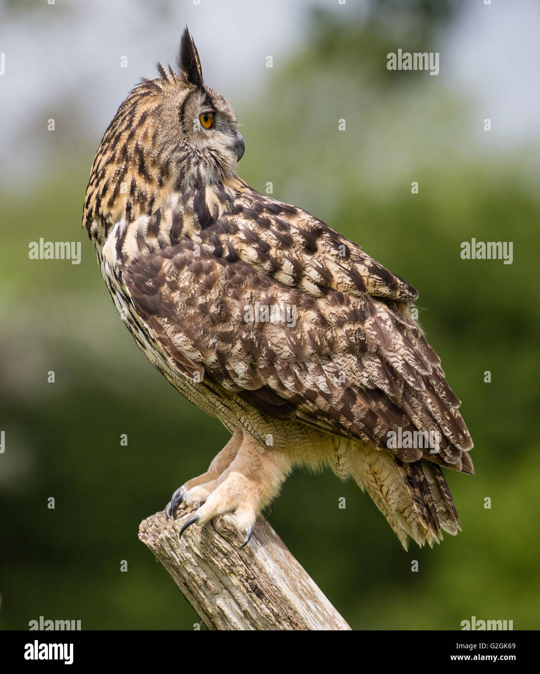 Uhu Bubo Bubo zeigt seine Fähigkeit, seinen Kopf um 180 Grad drehen und schauen nach hinten - ausgebildeten Vogel Gloucestershire Stockfoto