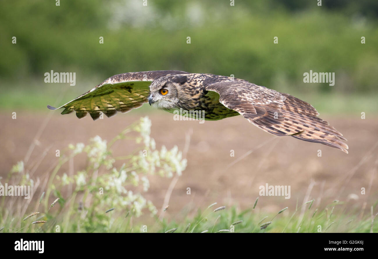 Bubo Bubo Stockfotos und bilder Kaufen Alamy