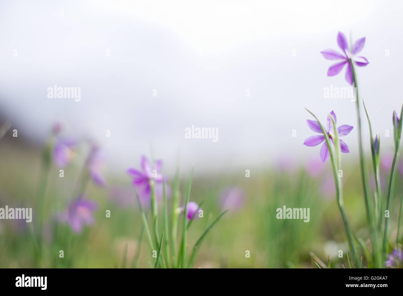 Lila Blüten im Feld, Nahaufnahme Stockfoto