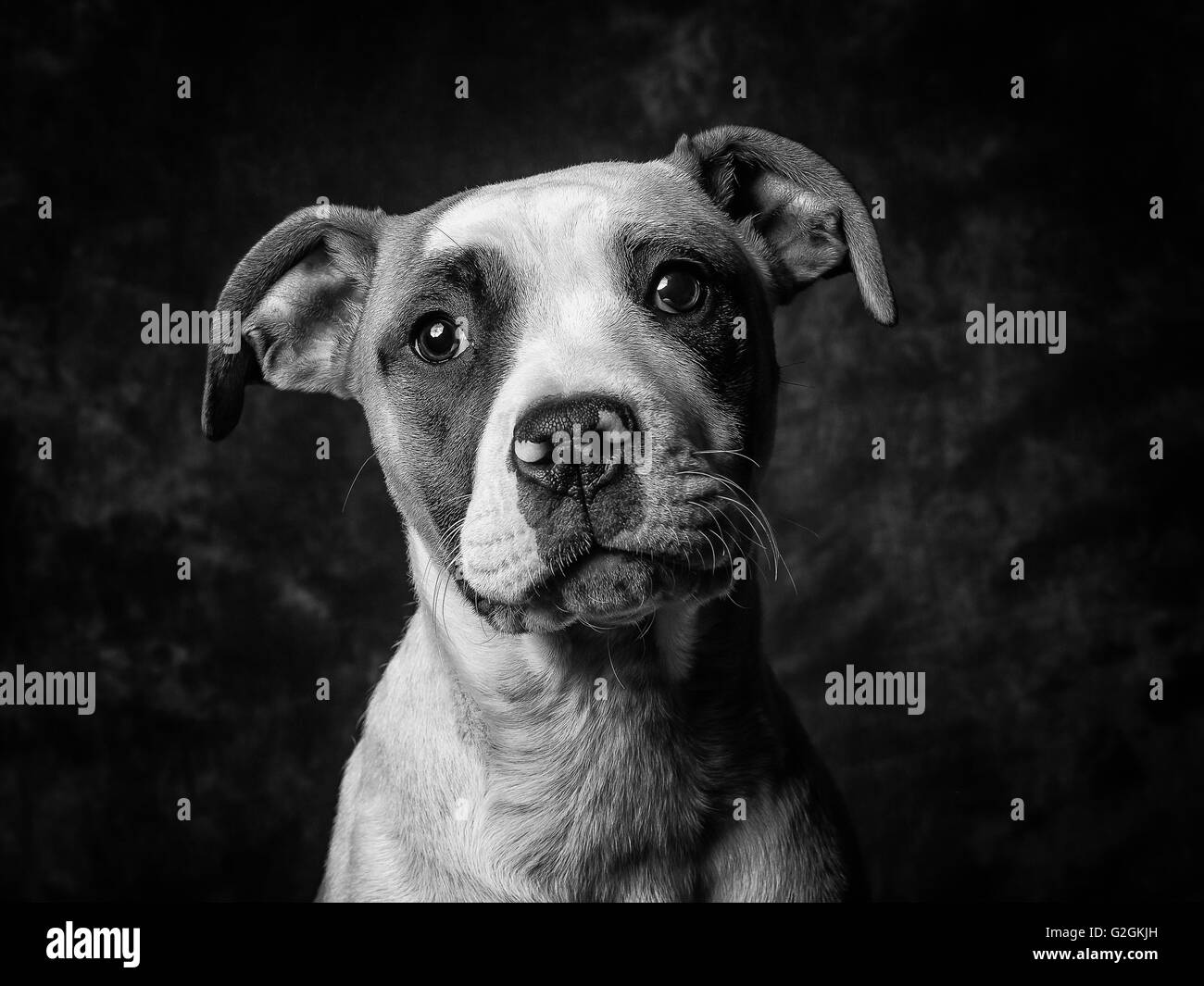 Yuna den American Bulldog Welpen im Alter von nur 5 Monaten Stockfoto