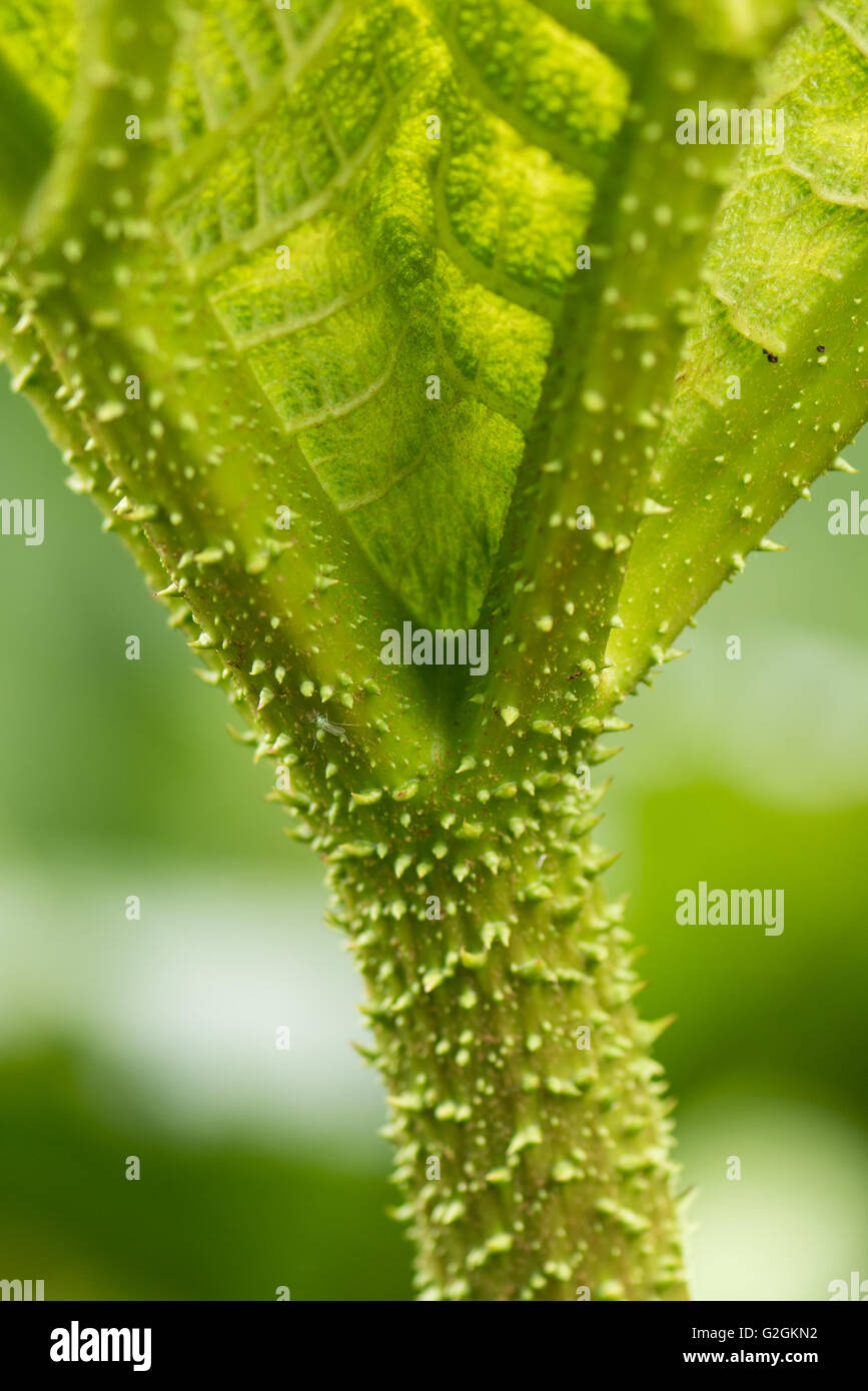 Stacheligen Stamm der Riesen Rhabarber Gunnera Maniciata Blätter und Textur in Kew Gardens London grün. Stockfoto
