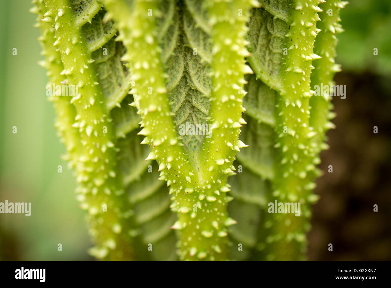 Riesen Rhabarber Gunnera Maniciata Blätter strukturierte faltig grüne in Kew Gardens London. Stockfoto