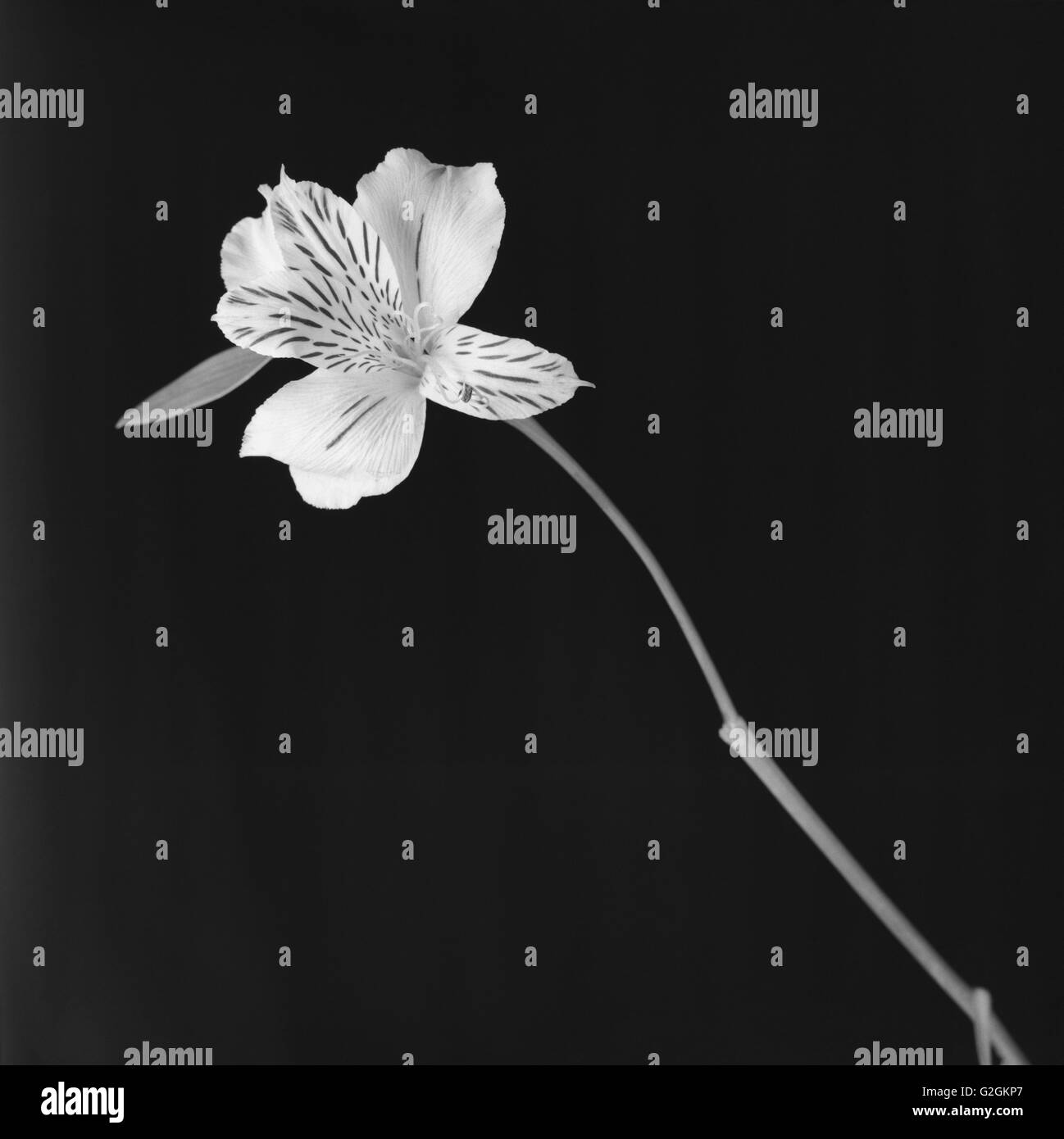 Weiß gestreifte Blüte Stockfoto