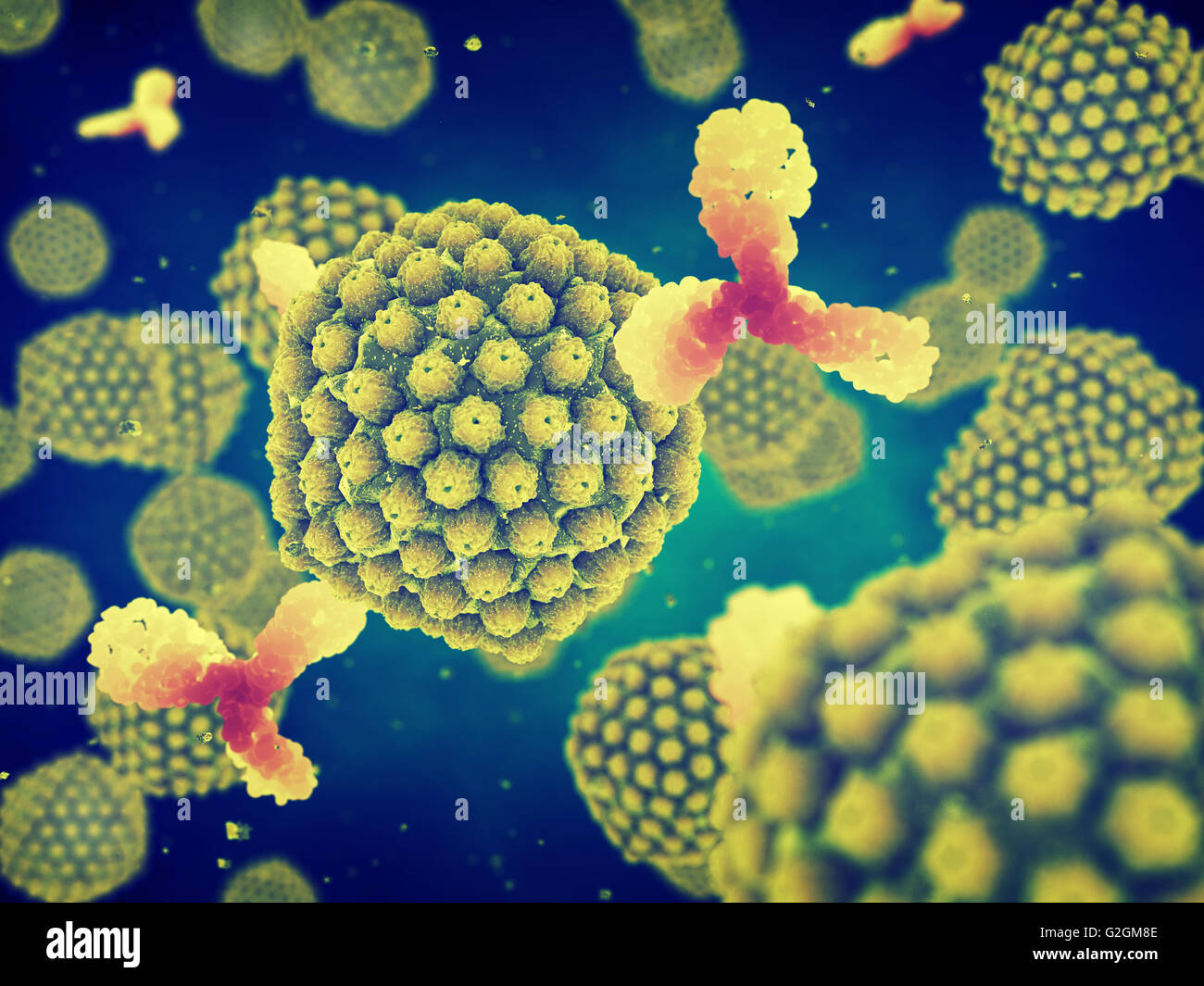 Herpes Virus und Antikörper, virale Infektion, ansteckende Krankheit Stockfoto