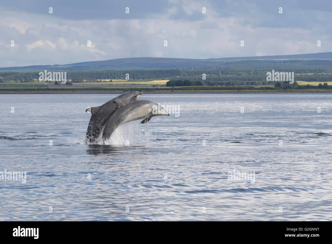 Tümmler (Tursiops Truncatus) springen/Verletzung in Moray Firth, Schottland, Großbritannien Stockfoto