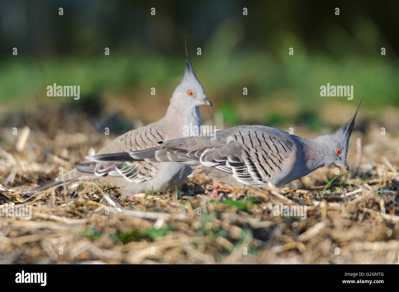 Tauben Stockfoto