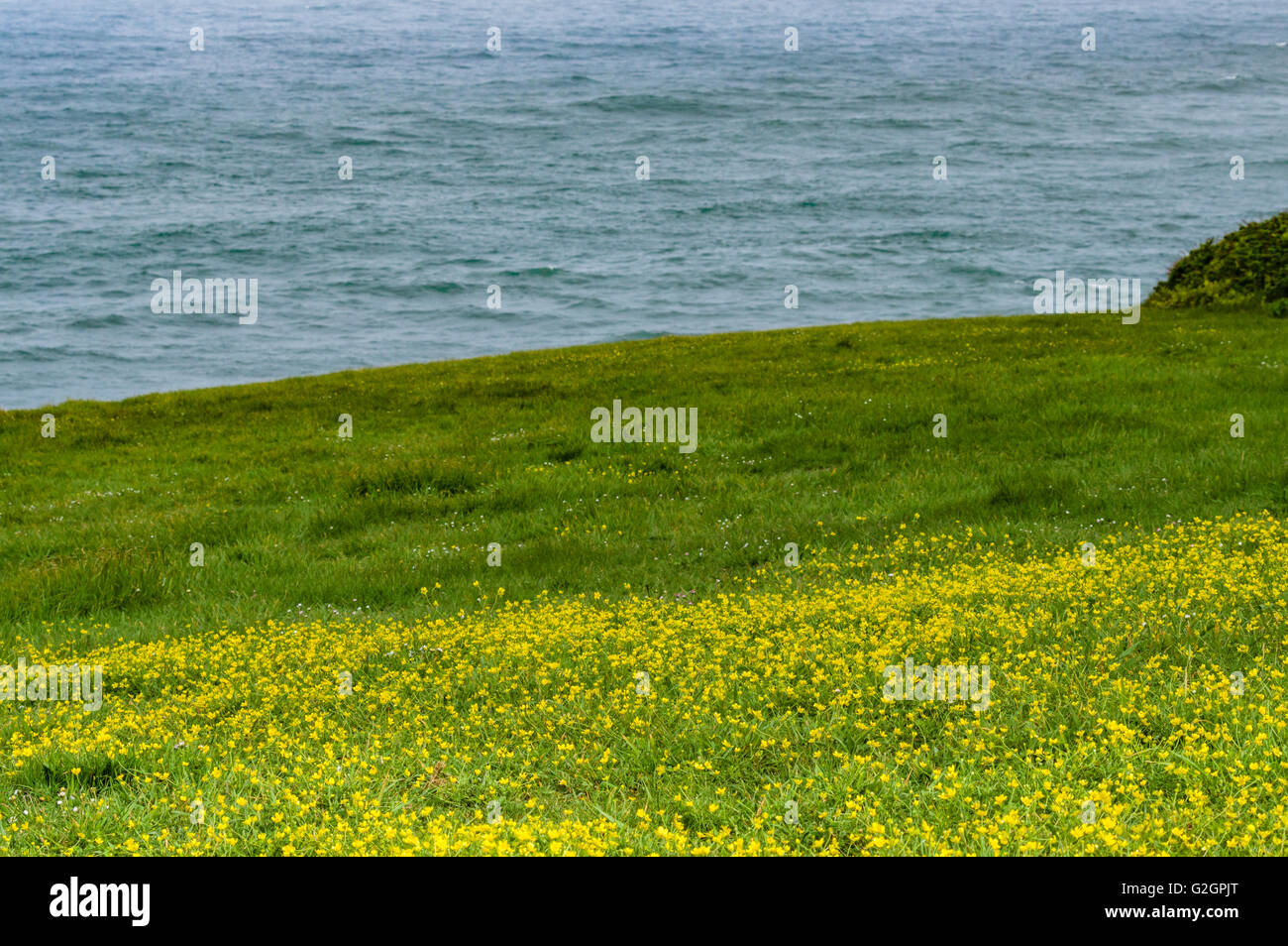 Wildblumen blühen an der Küste in der Nähe von Whale Cove, Oregon Stockfoto