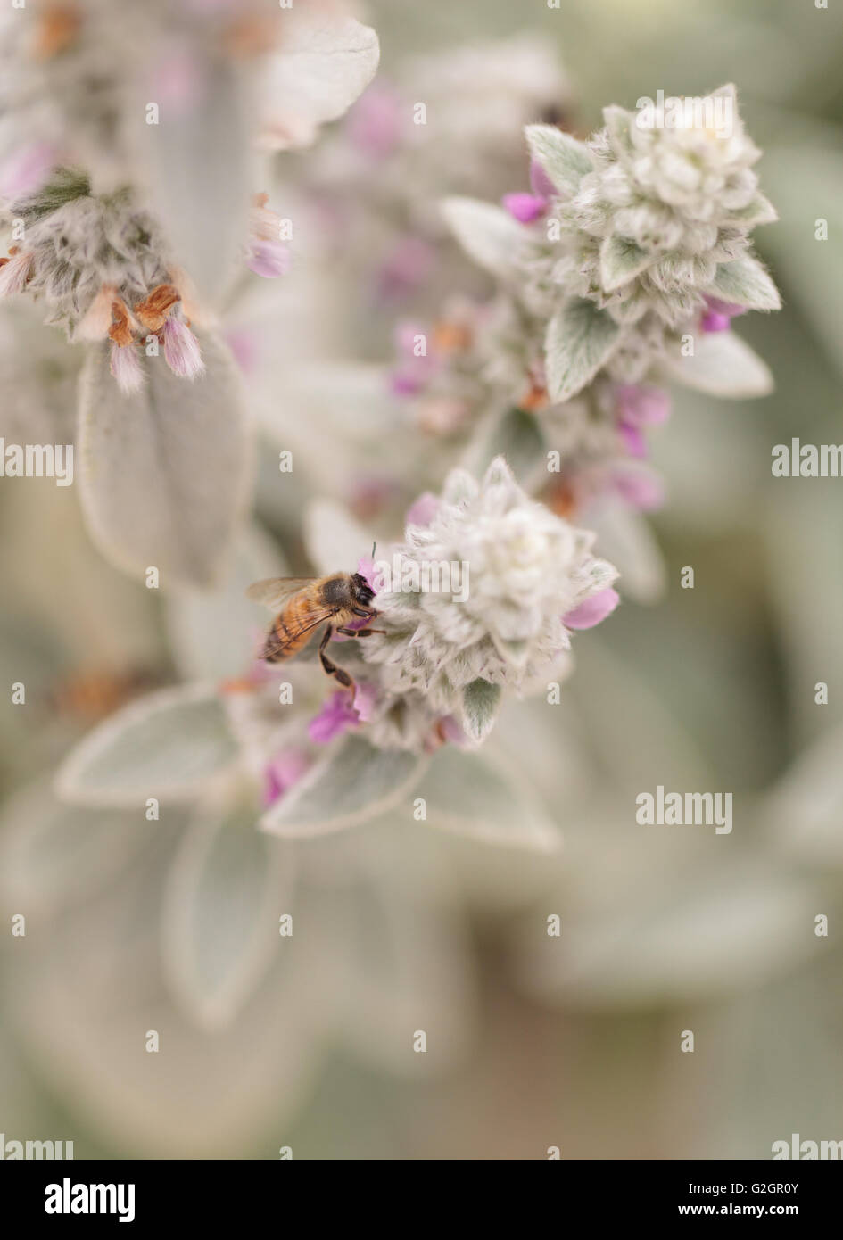 Honigbiene, Apis Mellifera, sammelt Pollen auf einer Blume im Frühling in Süd-Kalifornien, USA. Stockfoto