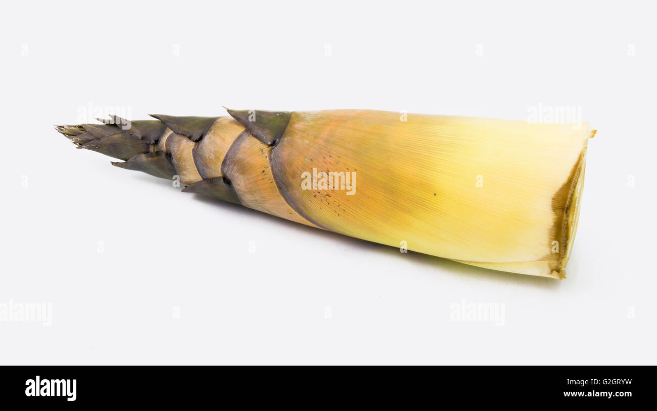 frische essbare Bambussprossen isoliert auf weißem Hintergrund Stockfoto