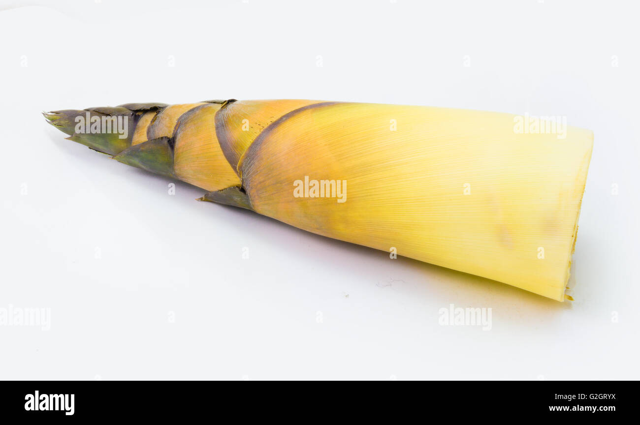 frische essbare Bambussprossen isoliert auf weißem Hintergrund Stockfoto
