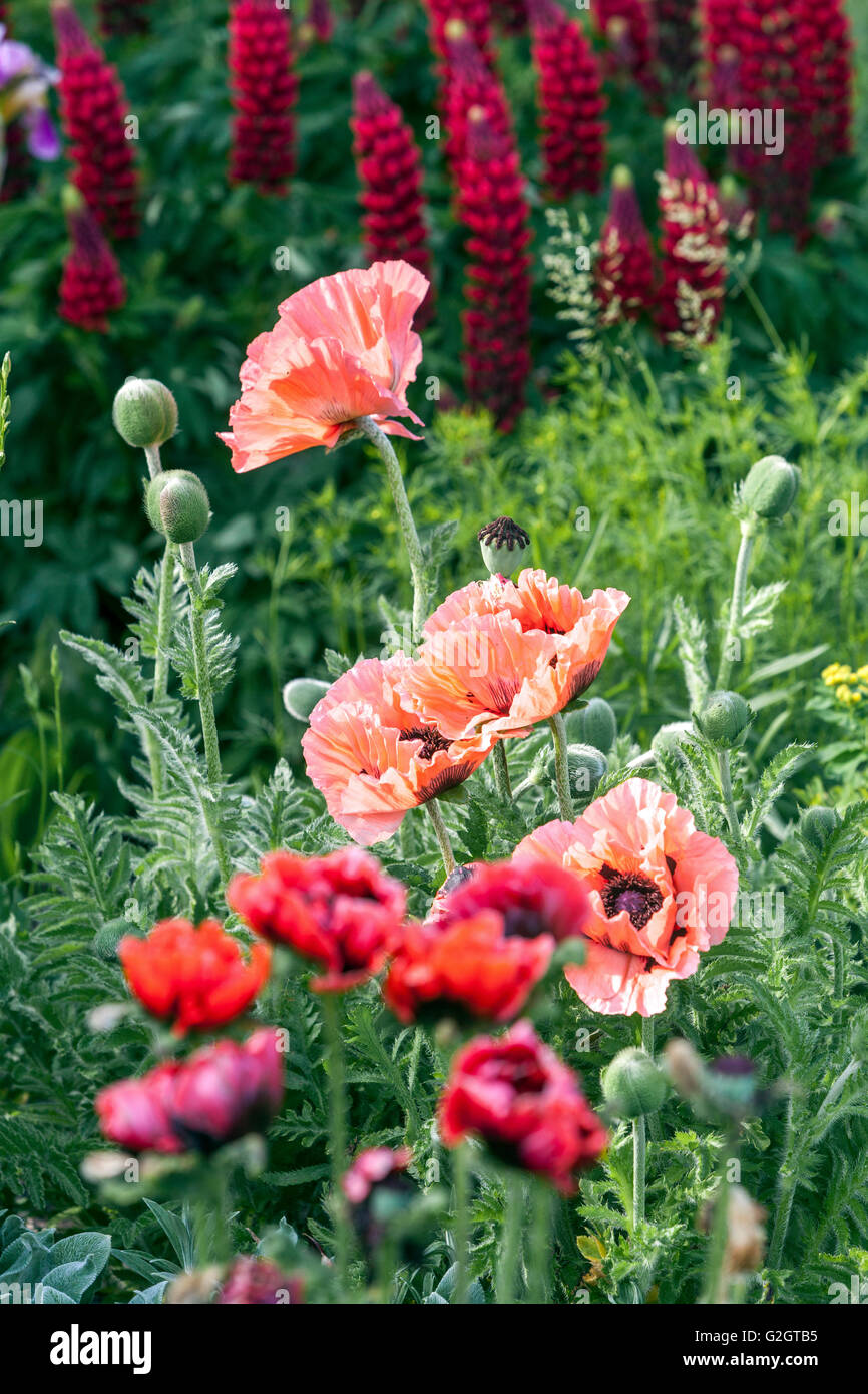 Orientalischer Mohn, Rot Papaver orientale, orientalischer Mohn, schönen Garten Blumen Stockfoto