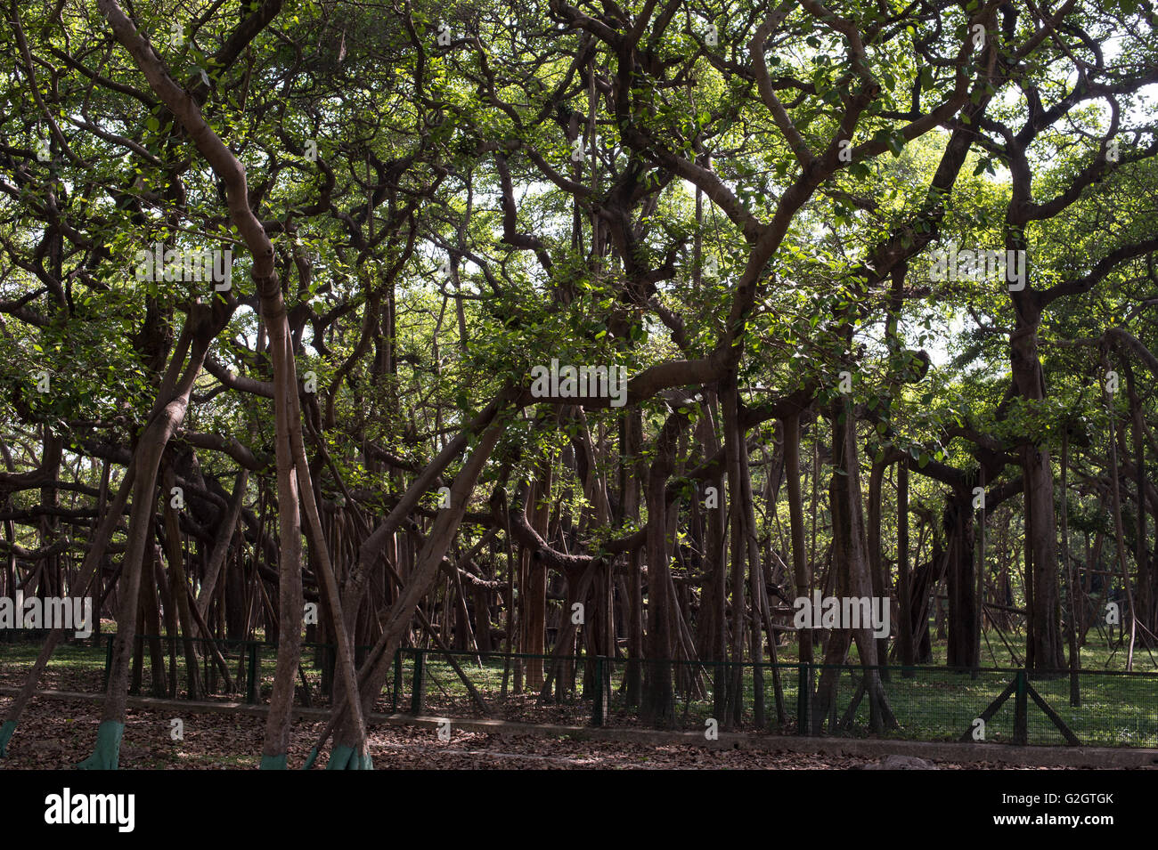 Ficus feige, indische Banyan, Moraceae, indischer Subkontinent, Asien Stockfoto
