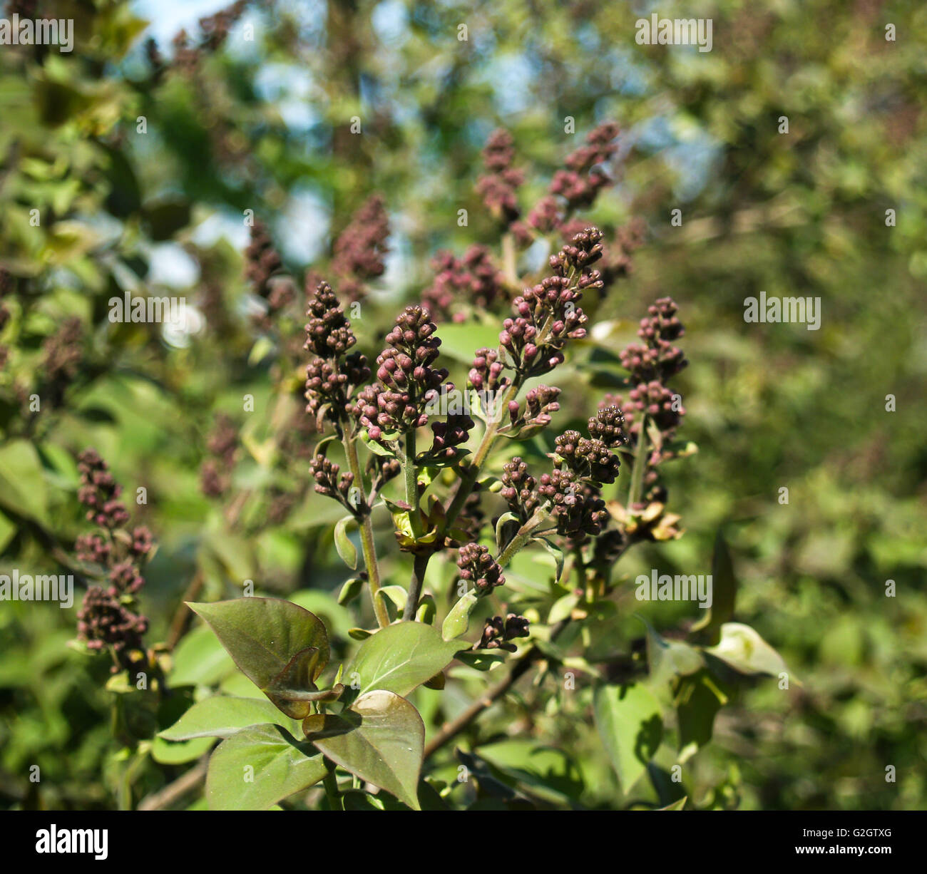 Lila bereitet sich auf im Mai, schöne Blumen blühen Stockfoto