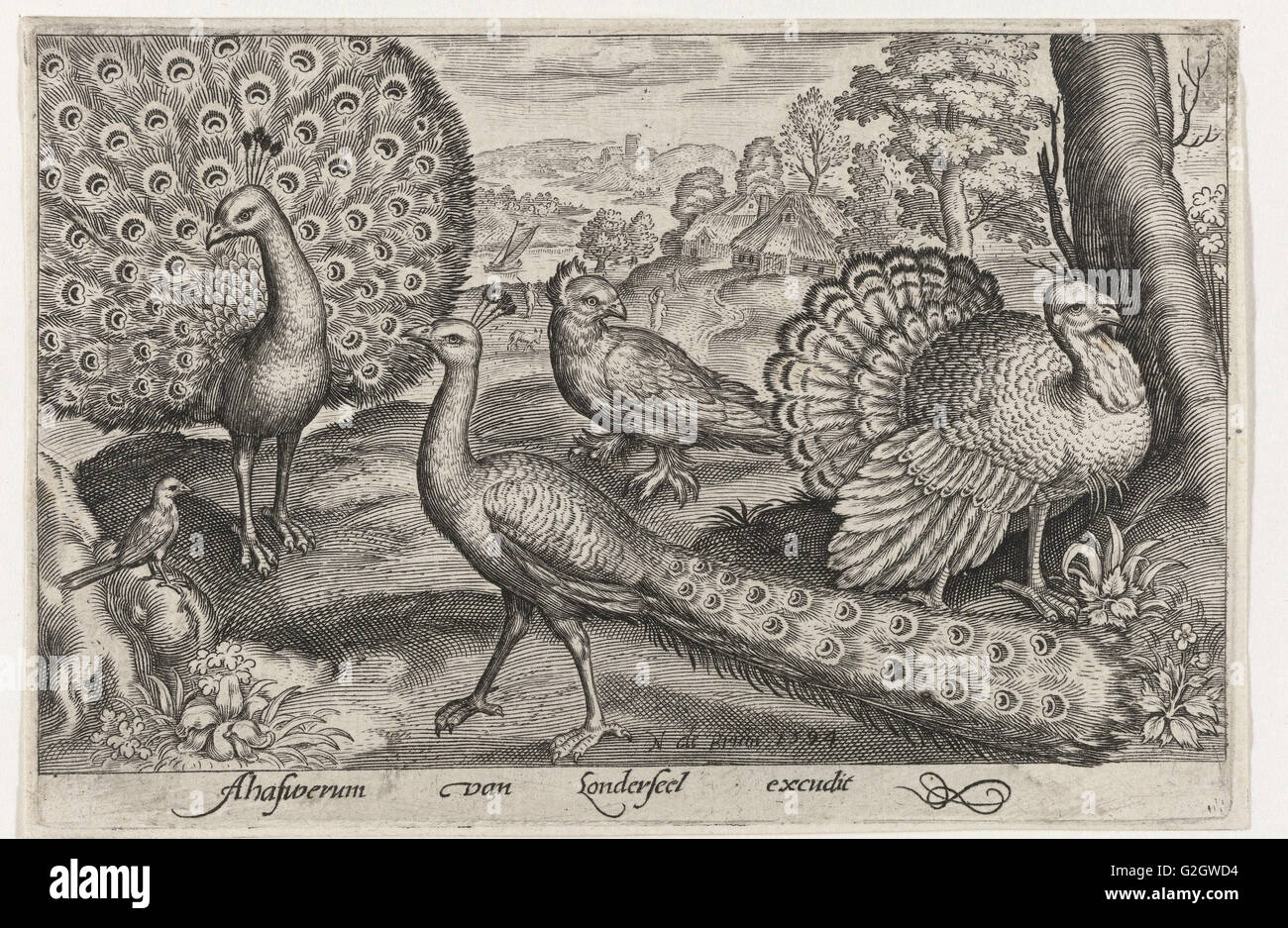 Zwei Pfauen und der Türkei, Deutschland, Nicolaes de Bruyn, 1594 Stockfoto