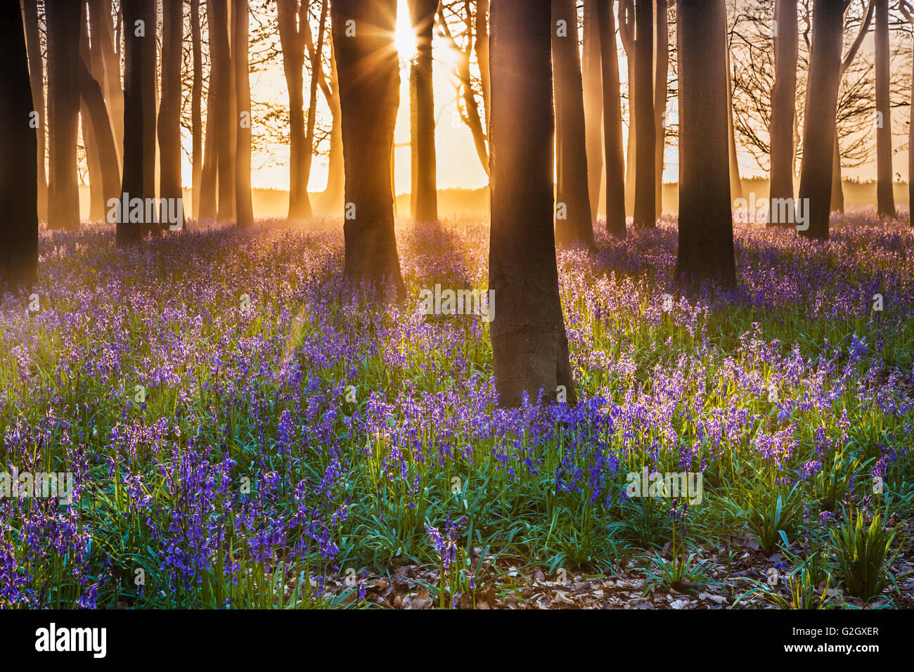 Bluebell Woods bei Sonnenaufgang. Stockfoto