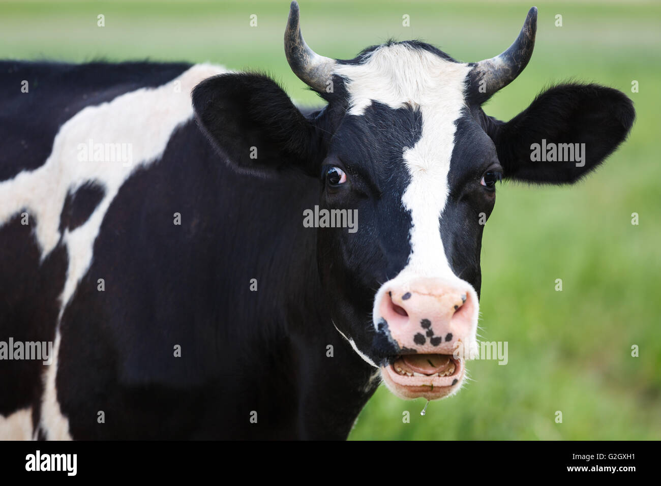 Porträt der Kuh auf der Wiese, Sommerzeit Stockfoto