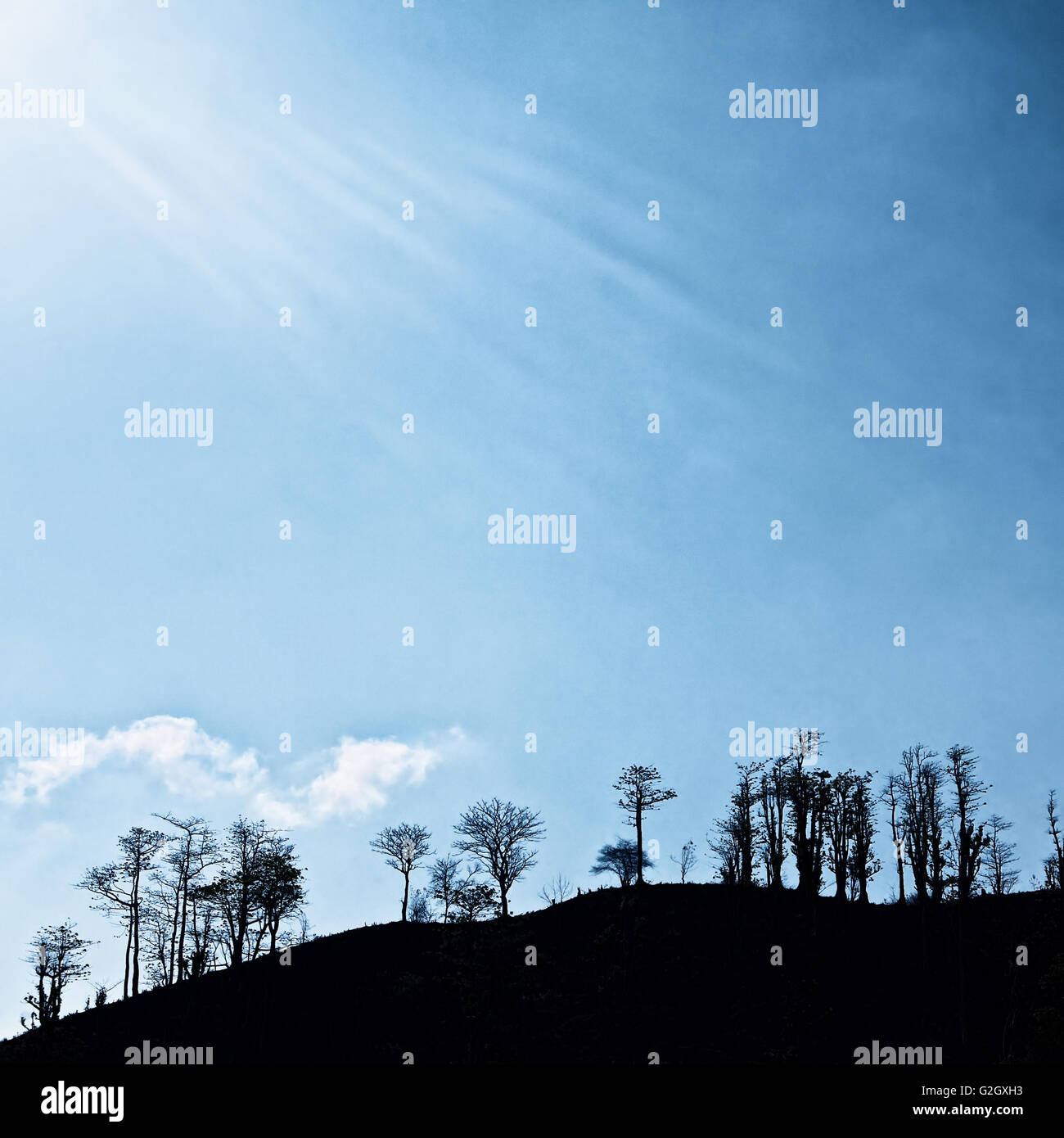 Quadratische Vintage blauen Hintergrund des dramatischen Himmel mit weißen Sonnenstrahlen und schwarze Silhouette von Bäumen auf Hügel. Stockfoto