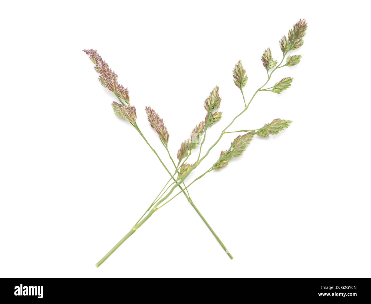 Getreide auf weißem Hintergrund Stockfoto
