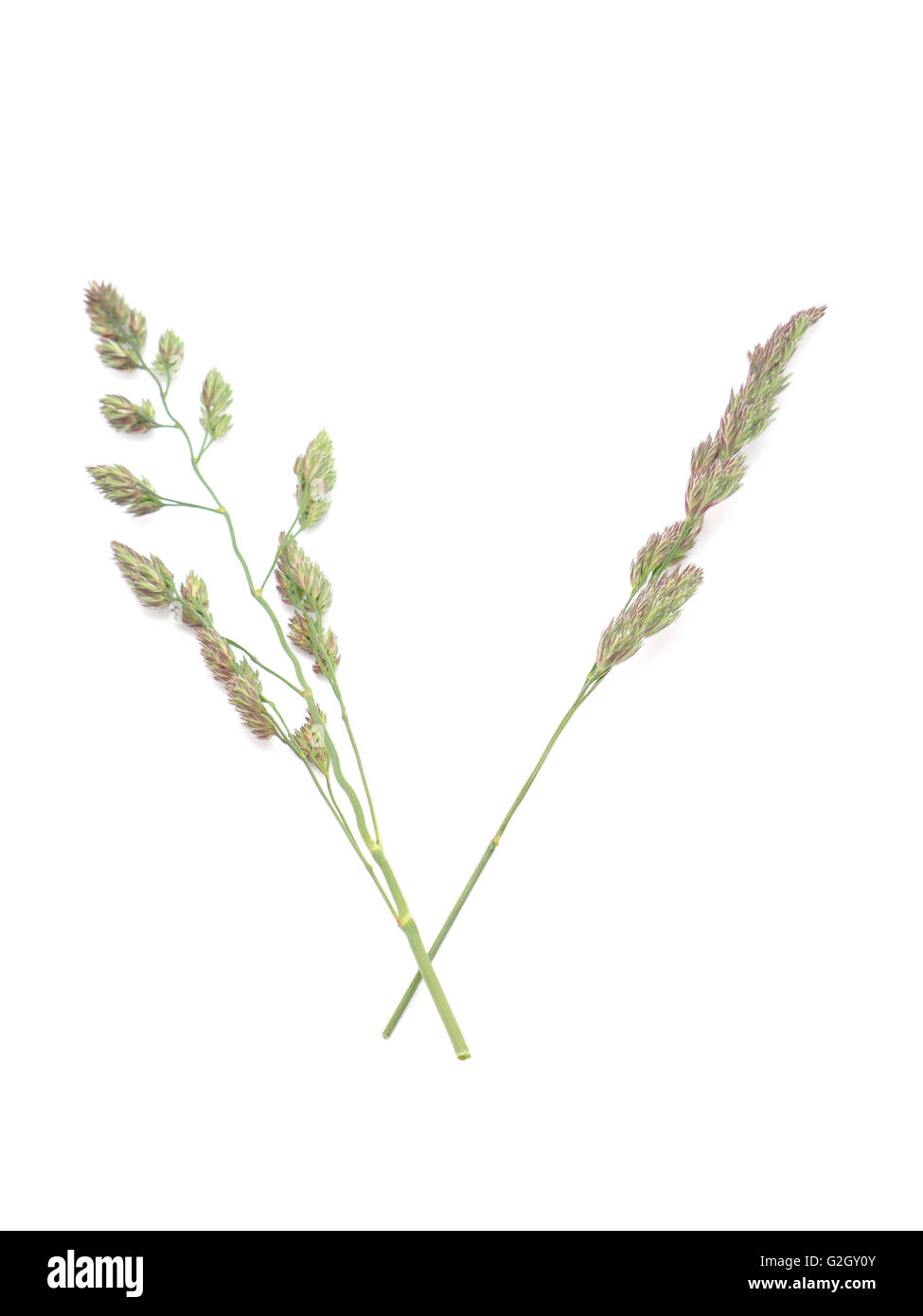 Getreide auf weißem Hintergrund Stockfoto