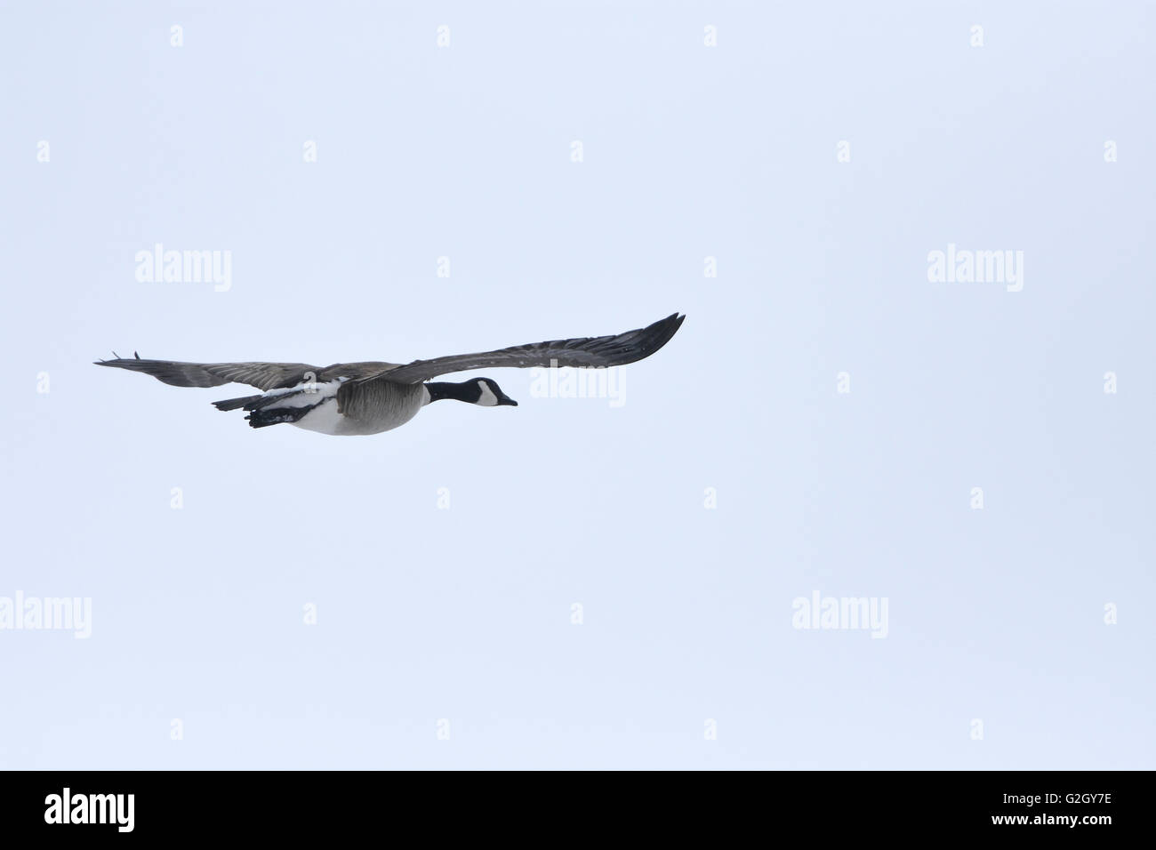 Kanada-Gans - Branta Canadensis - im Flug Winnipeg Manitoba Kanada Stockfoto