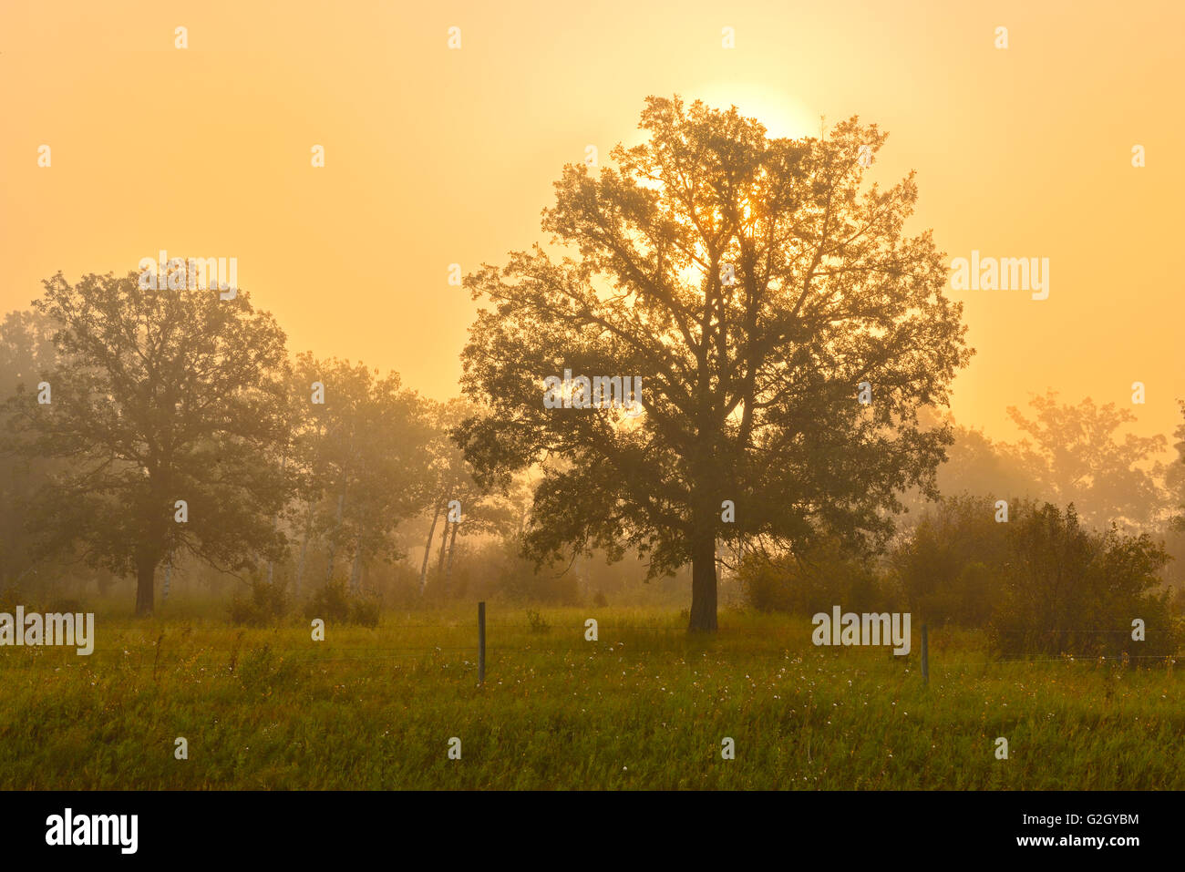 Morgennebel und Laubbäume Argyle Manitoba Kanada Stockfoto